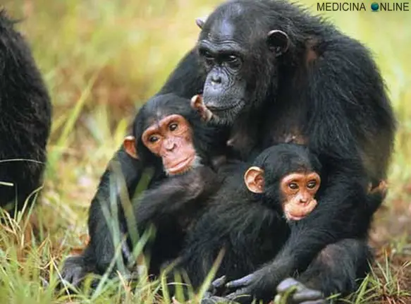 MEDICINA ONLINE STORIA scimmia essere umano Homo sapiens mondo preistoria primati progresso scientifico scienza scimpanzè tecnologia Terra uomo uomo preistorico