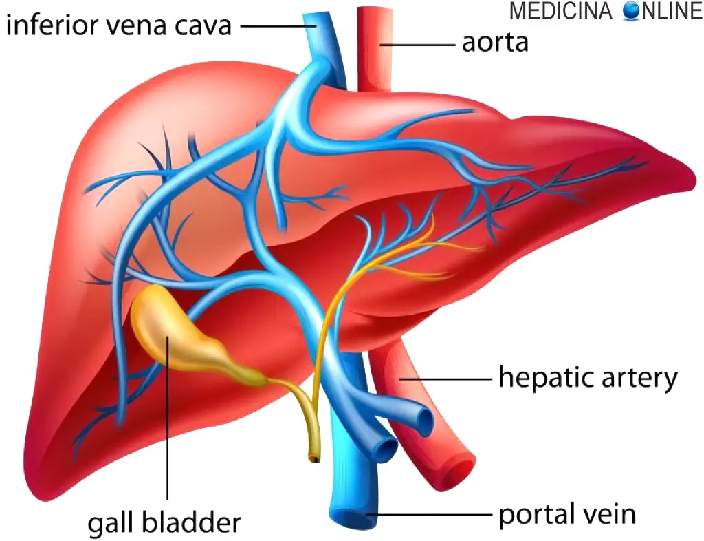 GIORNALE DI MEDICINA MILITARE 1976 by Biblioteca Militare - Issuu, image size:1024x786