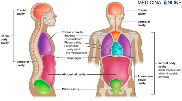 MEDICINA ONLINE CAVITA SUDDIVISIONE INFERIORE ANTERO SUPERIORE CORPO TORACE ADDOME MEDIASTINO PERICARDIO ANATOMIA LIMITI DORSAL VENTRAL CAVITIES MEDIASTINO AORTA RADIOGRAFIA