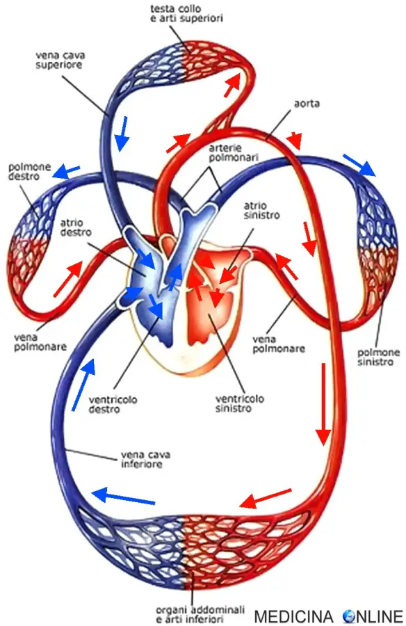 MEDICINA ONLINE CUORE CIRCOLAZIONE SISTEMICA POLMONARE DIFFERENZA GRANDE PICCOLA HEART VALVOLE CARDIACHE INSUFFICIENZA STENOSI PROLASSO LEMBI AORTICA MITRALICA TRICUSPIDE PAPILLARI SANGUE AORTA ARTERIA VENA SISTOLE DIASTOLE.jpg