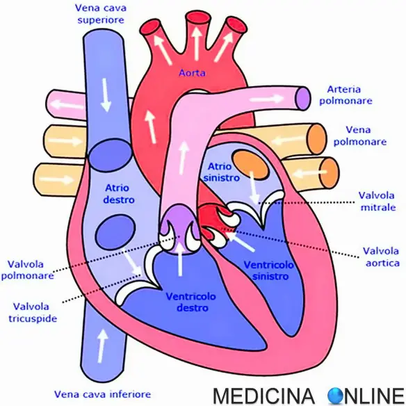 MEDICINA ONLINE EMILIO ALESSIO LOIACONO MEDICO CHIRURGO CUORE ANATOMIA ATRIO VENTRICOLO DESTRO SINISTRO DIREZIONE SANGUE INSUFFICIENZA RIGURGITO PROLASSO VALVOLE CARDIACHE TRICUSPIDE AORTICA MITRALE POLMONARE AORTA VENE