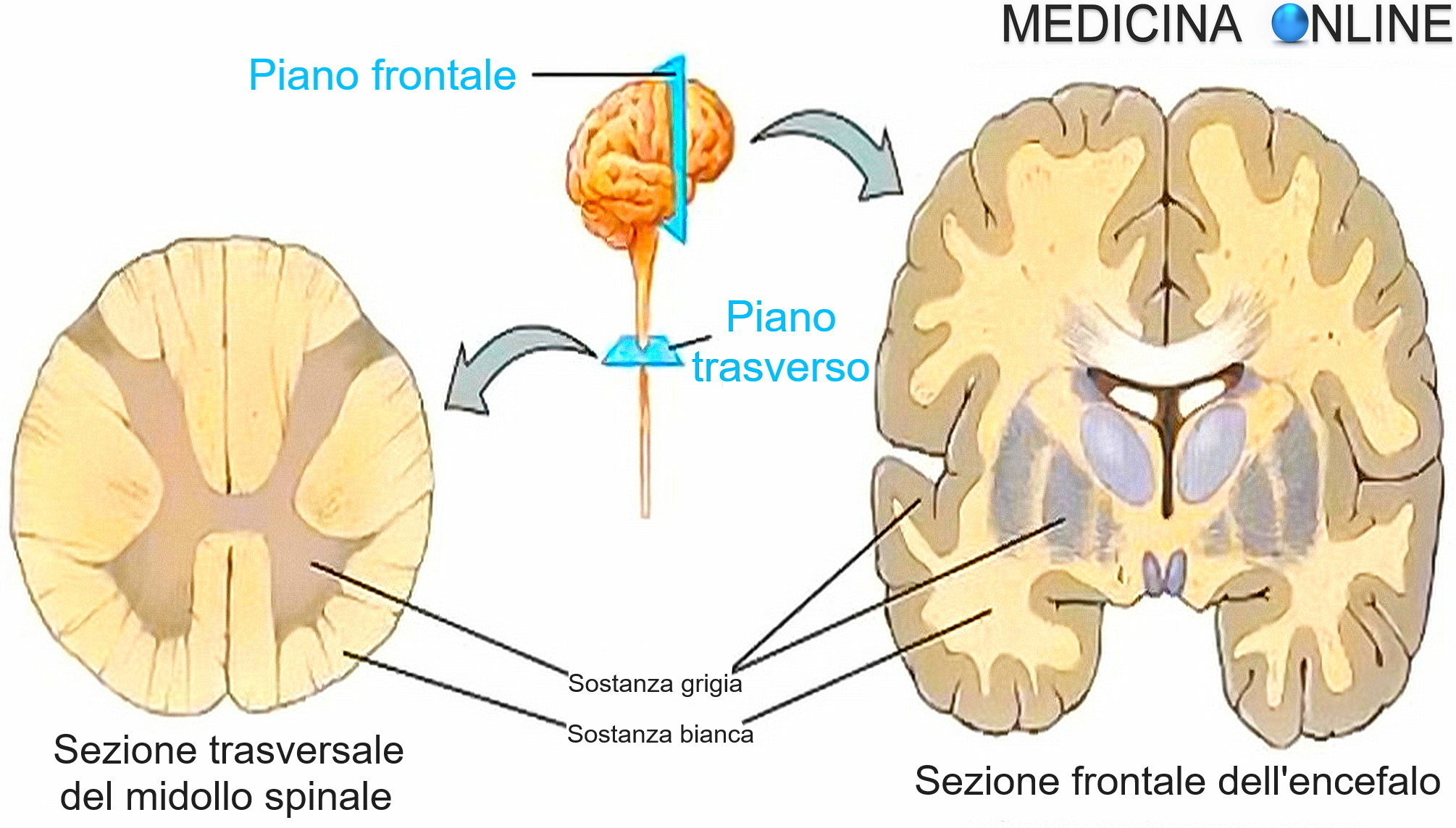 Differenza Tra Sostanza Bianca E Grigia Nel Cervello Medicina Online