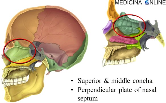 MEDICINA ONLINE ETMOIDE 3D ROTAZIONE ANIMATA Rotation ethmoid bone CRANIO OSSO OSSA TESTA ANATOMIA UMANA POSIZIONE RAPPORTI VICINO DOVE SI TROVA NASO SCHELETRO ASSILE MANDIBOLA MASCELLA.jpg