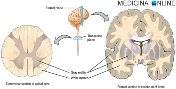 MEDICINA ONLINE FASCI DEL MIDOLLO SPINALE CORDONI COLONNA VERTEBRALE MIDOLLO SPINALE CERVELLO SISTEMA NERVOSO CENTRALE PERIFERICO SOSTANZA BIANCA GRIGIA ENCEFALO SNC SNP WHITE GRAY GREY MATTER