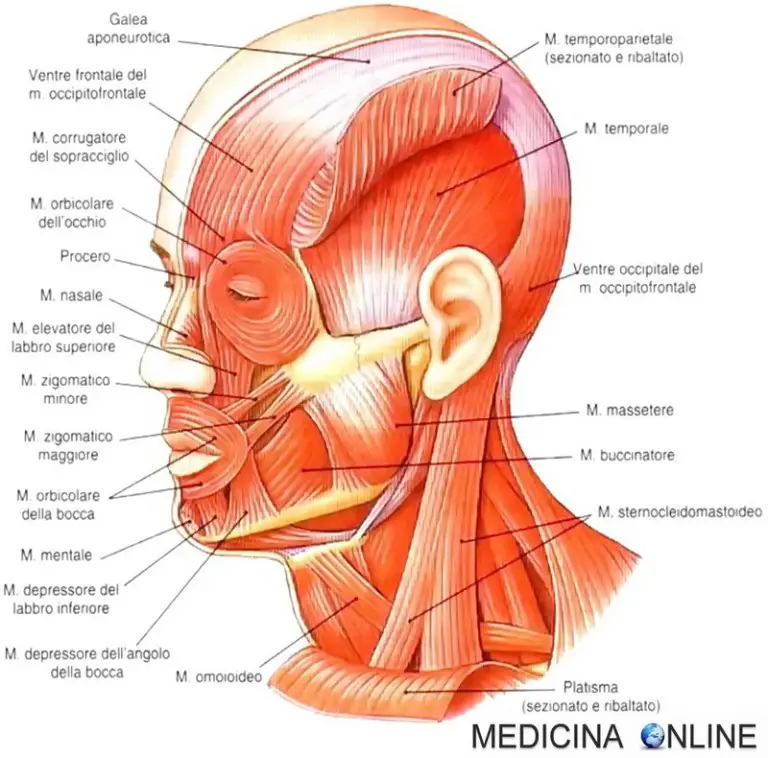 Masticatori Differenza tra muscoli mimici, epicranico, masticatori ed altri muscoli ...