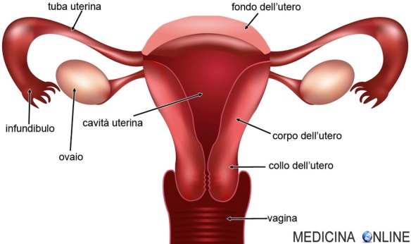 MEDICINA ONLINE OVAIO TUBE FALLOPPIO OVAIA OOCITA OVOCELLULA SPERMATOZOO UTERO VAGINA FONDO CERVICE TUMORA CANCRO POLICISTICO SALPINGOGRAFIA ECOGRAFIA STERILITA GRAVIDANZA INCINTA INFERTILE.jpg