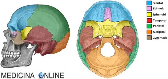 MEDICINA ONLINE SFENOIDE 3D ROTAZIONE ANIMATA Rotation sphenoid bone CRANIO OSSO OSSA TESTA ANATOMIA UMANA POSIZIONE RAPPORTI VICINO DOVE SI TROVA NASO SCHELETRO ASSILE MANDIBOLA MASCELLA.jpg