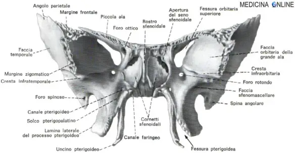 MEDICINA ONLINE SFENOIDE 3D ROTAZIONE ANIMATA Rotation sphenoid bone CRANIO OSSO OSSA TESTA ANATOMIA UMANA POSIZIONE RAPPORTI VICINO DOVE SI TROVA NASO SCHELETRO ASSILE MANDIBOLA MASCELLA