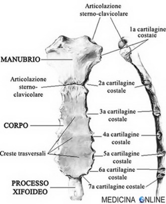 MEDICINA ONLINE STERNO ARTICOLAZIONE STERNO CLAVICOLARE CRESTE CORPO MANUBRIO PROCESSO XIFOIDEO TORACE COSTE COSTOLE DOVE SI TROVA FRATTURA NEONATO DOLORE INFARTO OSSO A CHE SERVE.jpg