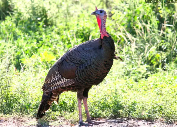 MEDICINA ONLINE TACCHINO RINGRAZIAMENTO RUSSEL INDUTTIVISTA NATURA ANIMALI UCCELLI.jpg