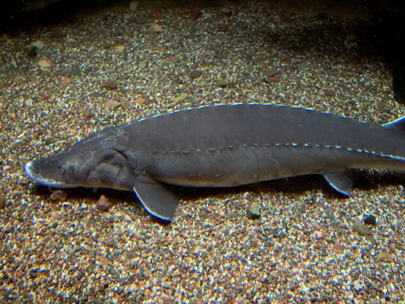 MEDCICINA ONLINE STORIONE PESCE MARE PESCA.jpg