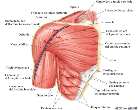 MEDICINA ONLINE ANATOMIA MUSCOLO DELTOIDE SPALLA CINGOLO CINTURA SCAPOLARE DIFFERENZA DELTOIDE LATERALE MEDIO POSTERIORE ANTERIORE FASCI MOVIMENTI FUNZIONI.jpg