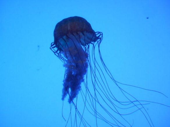 MEDICINA ONLINE ANIMALE ANIMALI VELENO JELLY FISH PESCE MEDUSA ACQUA MARE MORTE VELENO MEDUSA VELENOSA VESPA DI MARE SCATOLA.jpg