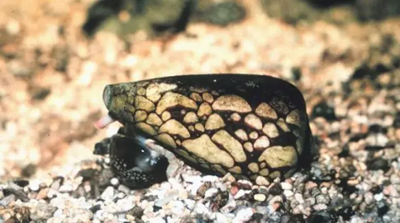 MEDICINA ONLINE ANIMALE ANIMALI VELENO LUMACA DAL GUSCIO CONICO MORTE.jpg