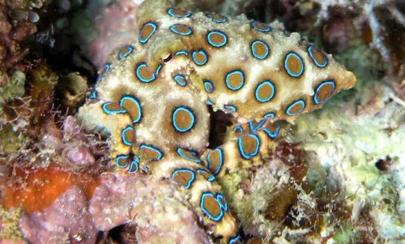 MEDICINA ONLINE ANIMALE ANIMALI VELENO POLPO DAGLI ANELLI BLU.jpg