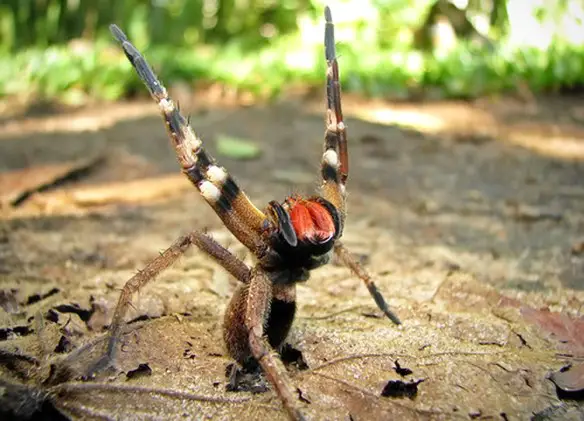 MEDICINA ONLINE ANIMALE ANIMALI VELENO RAGNO VELENOSO ERRANTE DEL BRASILE MORTE RAGNO VIAGRA EREZIONE PENE PRIAPISMO.jpg