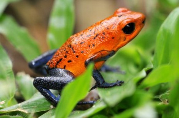 MEDICINA ONLINE ANIMALE ANIMALI VELENO RANA DEL DARDO VELENOSO.jpg