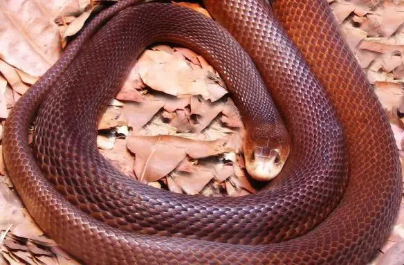 MEDICINA ONLINE ANIMALE ANIMALI VELENO SERPENTE TAIPAN.jpg