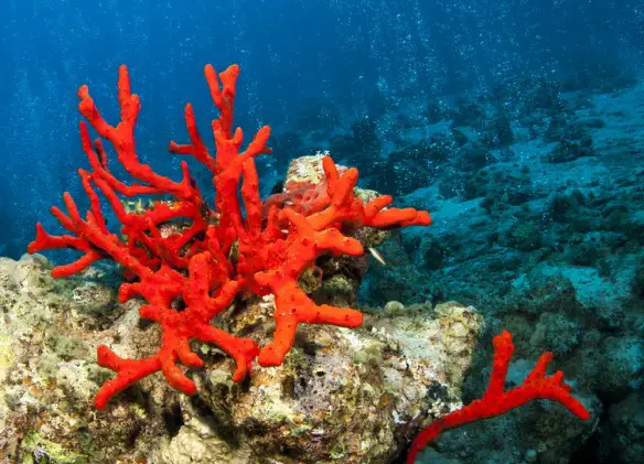 MEDICINA ONLINE ANIMALI PIU LENTI DEL MONDO LUMACA TARTARUGA BRADIPO COALA CORALLO STELLA MARINA NATURA RECORD VELOCITA KM CHILOMETRI ORA LOMBRICO VERME SPAZIO LORI BECCACCIA CORALLO ROSSO MARE.jpg