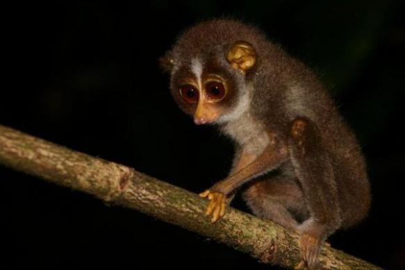 MEDICINA ONLINE ANIMALI PIU LENTI DEL MONDO LUMACA TARTARUGA BRADIPO COALA CORALLO STELLA MARINA NATURA RECORD VELOCITA KM CHILOMETRI ORA LOMBRICO VERME SPAZIO LORI BECCACCIA.jpg