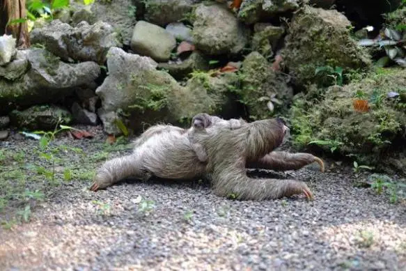 MEDICINA ONLINE ANIMALI PIU LENTI DEL MONDO LUMACA TARTARUGA BRADIPO COALA CORALLO STELLA MARINA NATURA RECORD VELOCITA KM CHILOMETRI ORA LOMBRICO VERME SPAZIO.jpg