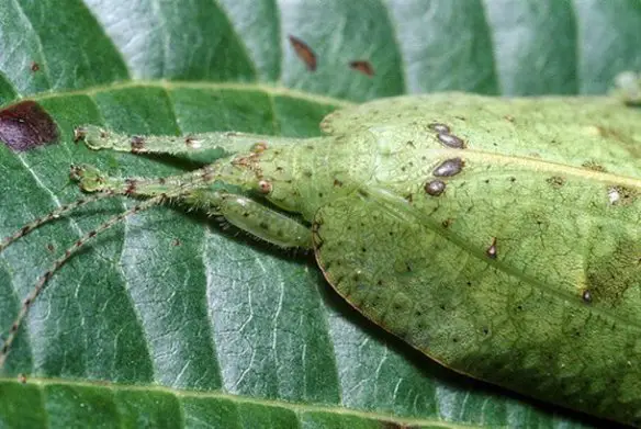 MEDICINA ONLINE ANIMALI PIU MIMETICI AL MONDO MIMETISMO CAMALEONTE NATURA ANIMALE FOGLIA ALBERO NEVO PESCE BOSCO CLASSIFICA 25 ANIMALS.jpg