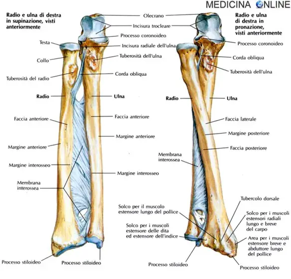 MEDICINA ONLINE APPARATO SCHELETRICO SCHELETRO UMANO ANATOMIA BRACCIO FEMORE ULNA RADIO OMERO TIBIA PERONE CRANIO COSTOLE VERTEBRE ROTULA STERNO CLAVICOLA SCAPOLA APPARATO LOCOMOTORE GAMBA.jpg