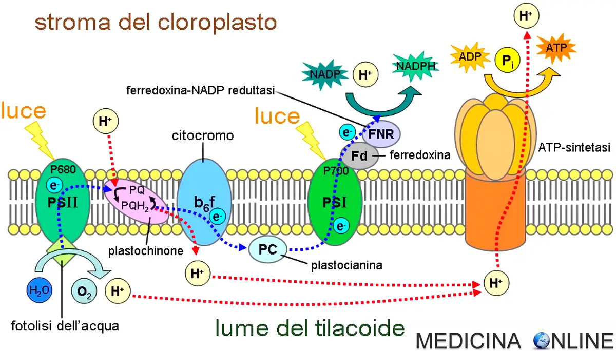 Foglia | PPT, image size:1200x684