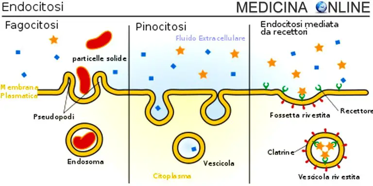 pinocitosi MEDICINA ONLINE
