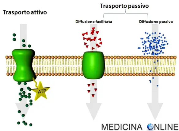 MEDICINA ONLINE MEMBRANA PLASMATICA CELLULA DOPPIO STRATO FOSFOLIPIDICO GRADIENTE DIFFERENZA CONCENTRAZIONE IONI MOLECOLE TRASPORTO ATTIVO PASSIVO SEMPLICE FACILITATA OSMOSI