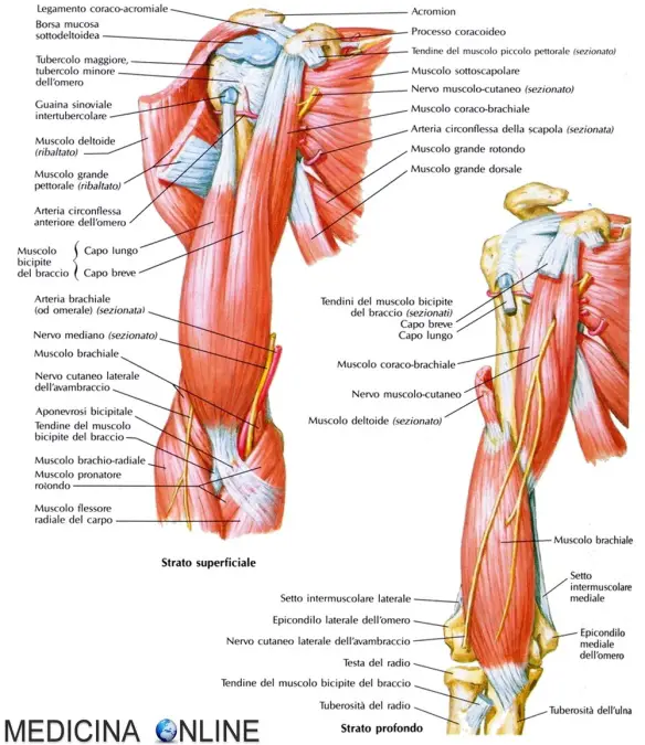 MEDICINA ONLINE MUSCOLI DEL BRACCIO BICIPITE CORACOBRACHIALE BRACHIALE TRICIPITE LEGAMENDI GOMITO SPALLA ARTICOLAZIONE OMERO SCAPOLARE ULNA RADIO MANO EPICONDILITE FLESSIONE MOVIMENTI DOLORE PESI INTEGRATORI PALESTRA MASSA