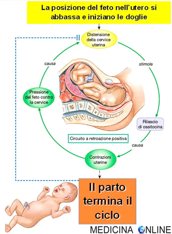 MEDICINA ONLINE OMEOSTASI MECCANISMI FEEDBACK POSITIVO NEGATIVO UTERO PARTO PH RESPIRAZIONE BICARBONATO SANGUE GLICEMIA DIABETE PRESSIONE ARTERIOSA FREQUENZA CARDIACA CIRCOLO VIZIOSO FISIOLOGIA BIOLOGIA PSICOLOGIA IN MEDIO.jpg