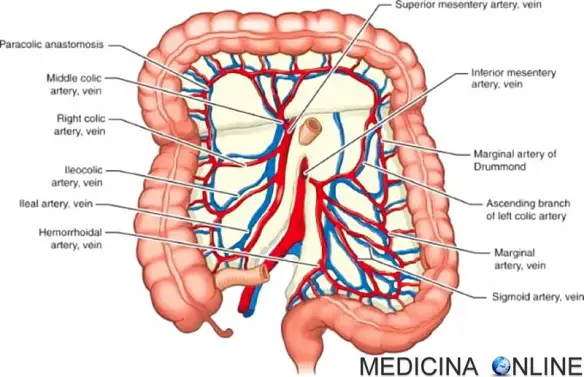 MEDICINA ONLINE SANGUE VASCOLARIZZAZIONE INTESTINO COLON DIGESTIONE ARTERIA VENA MESENTERICA SUPERIORE INFERIORE SANGUE left-colic-artery-colon-interposition-thoracic.jpg