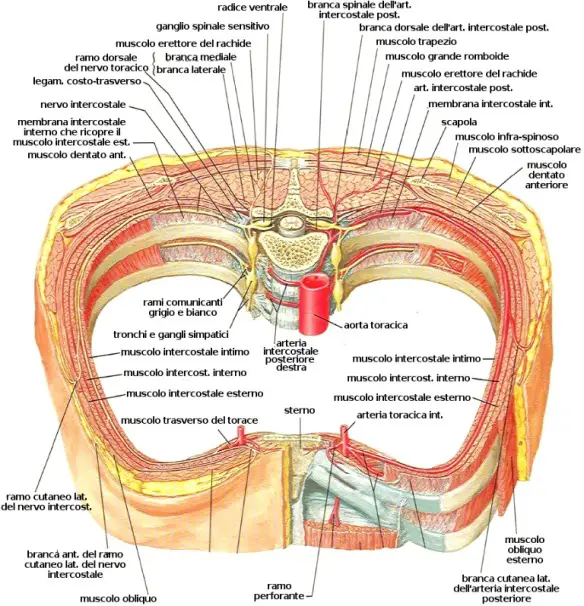 MEDICINA ONLINE TORACE GABBIA ARTERIE VENE INTERCOSTALI RAMO PERFORANTE BRANCA MUSCOLO OBLIQUO DENTATO AORTA CUTANEO DORSALE SPINALE NERVI.jpg