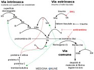 Fibrina E Fibrinogeno Valori Alto Basso E Significato MEDICINA ONLINE