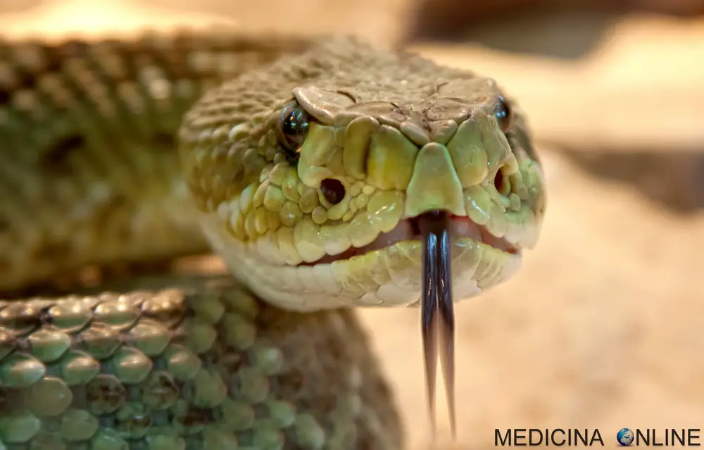 Ogni vipera muore del proprio veleno | MEDICINA ONLINE