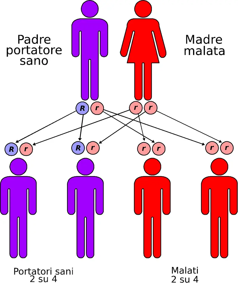 MEDICINA ONLINE MALATTIA GENETICA Trasmissione autosomica recessiva