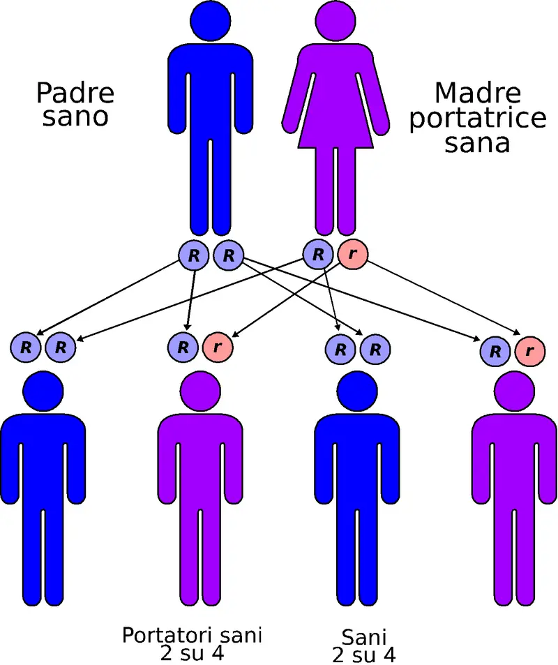 MEDICINA ONLINE MALATTIA GENETICA Trasmissione autosomica recessiva
