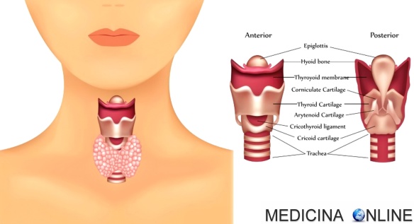 MEDICINA ONLINE IPERTIROIDISMO IPOTIROIDISMO THYROID SEGNI SINTOMI ECOGRAFIA TIROIDE ORMONI TIROIDEI ASSE IPOFISI IPOTALAMO T3 T4 EUTIROX TIROIDEGCTOMIA MORBO BASEDOW GOZZO TOSSICO TIREOTOSSICOSI UOMO SINTOMI INIZIALI