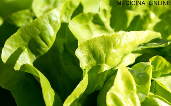MEDICINA ONLINE LATTUGA VERDURA INSALATA SALAD ORTAGGI VERDE NATURA CIBO VITAMINE SALI MINERALI ORTO COLTIVARE AGRICOLTURA CUCINA CONTORNO.jpg