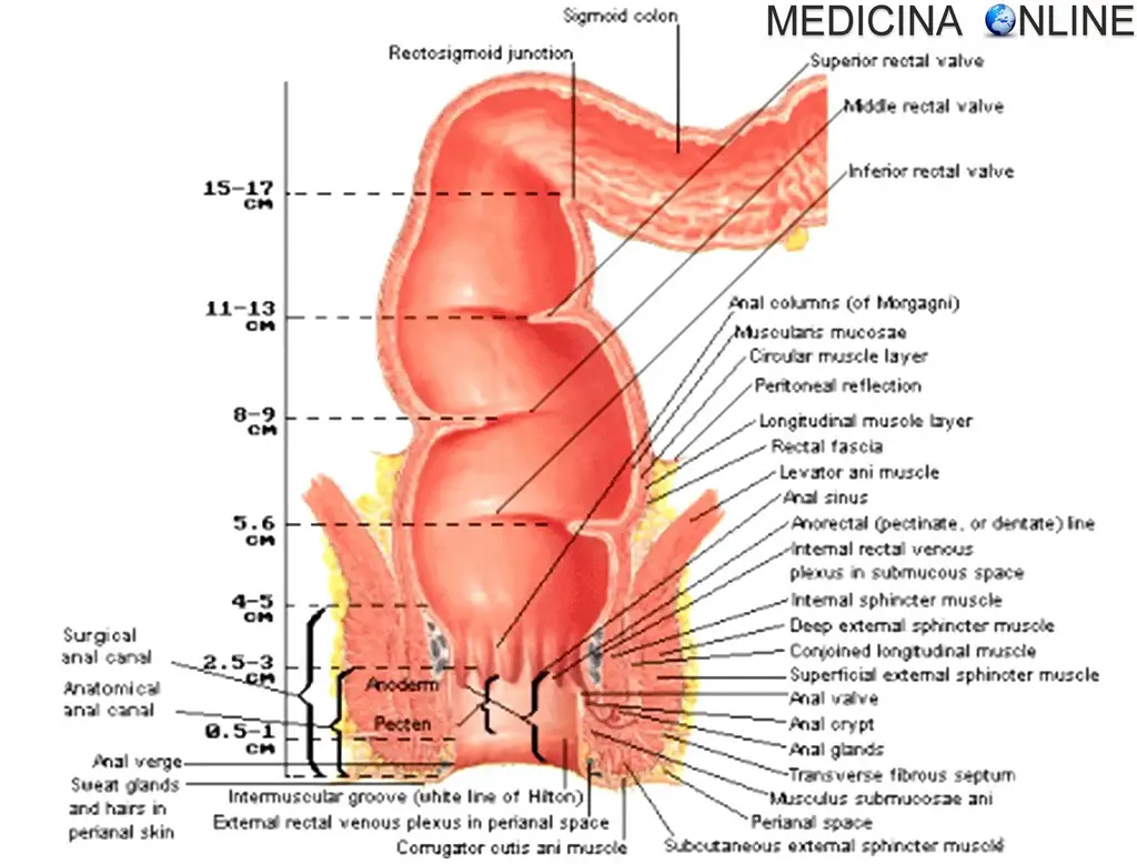 Misura della lunghezza di canale anale e retto | MEDICINA ONLINE