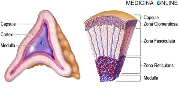 MEDICINA ONLINE SURRENE CORTICALE MIDOLLARE ORMONI STEROIDEI CORTICOSTEROIDI CATECOLAMINE ADRENALINA NORADRENALINA CORTISOLO ALDOSTERONE SESSUALI ANDROGENI ESTROGENI TESTOSTERONE ENDOCRINOLOGIA Adrenal gland cortex medulla.jpg