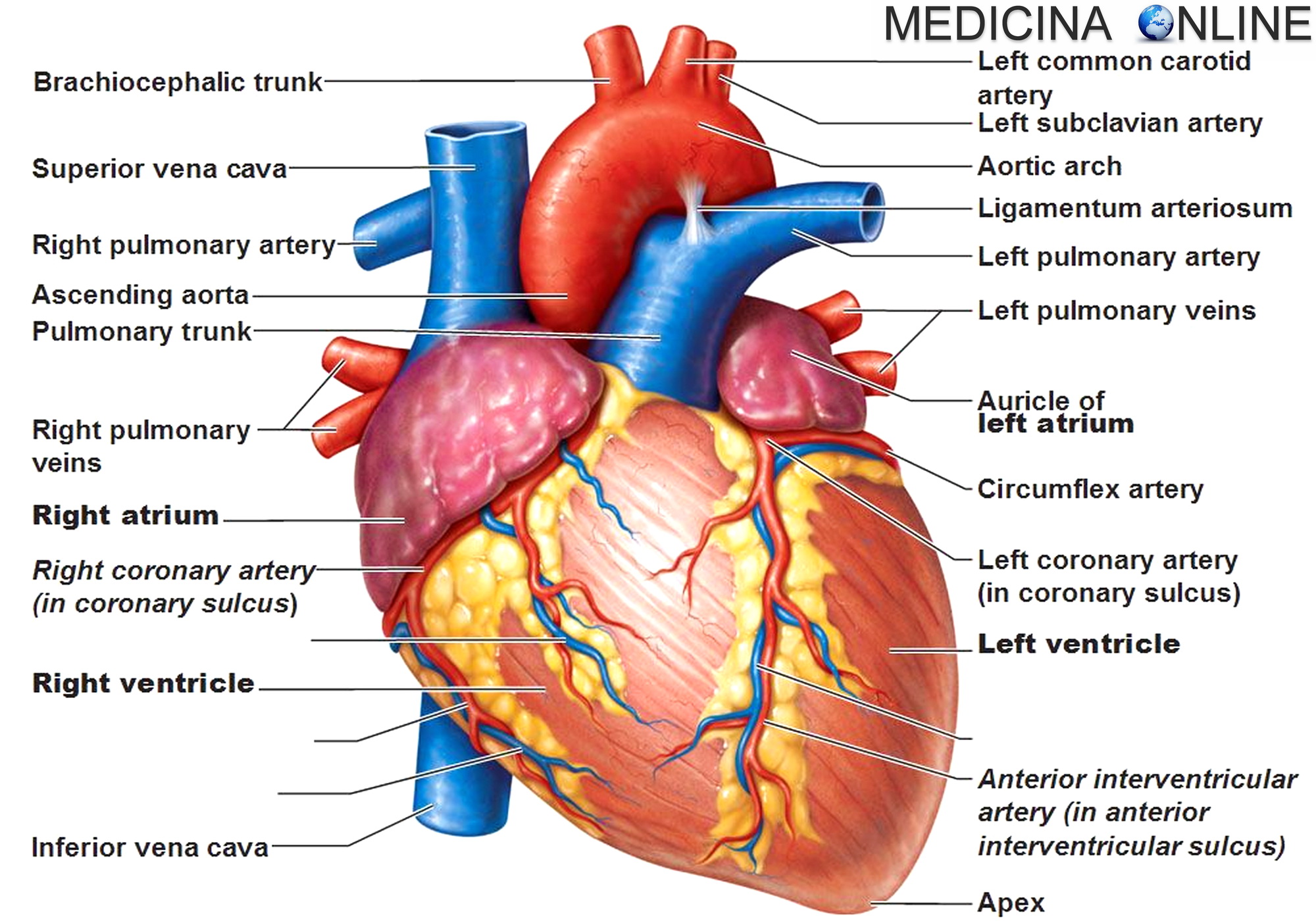 MEDICINA ONLINE CUORE INFARTO MIOCARDICO ACUTO SCOMPENSO FREQUENZA CARDIACA IPERTENSIONE ARTERIOSA ENZIMI CARDIACI ANGINA PECTORIS ISCHEMIA NECROSI SINDROME CORONARICA CORONARIE STENOSI VALVOLA PROLASSO SANGUE