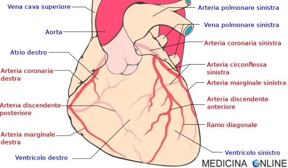 MEDICINA ONLINE CUORE SANGUE CORONARIE CIRCOLAZIONE CORONARICA CARDIOLOGIA ARTERIA MIOCARDIO MUSCOLO CARDIACO.png