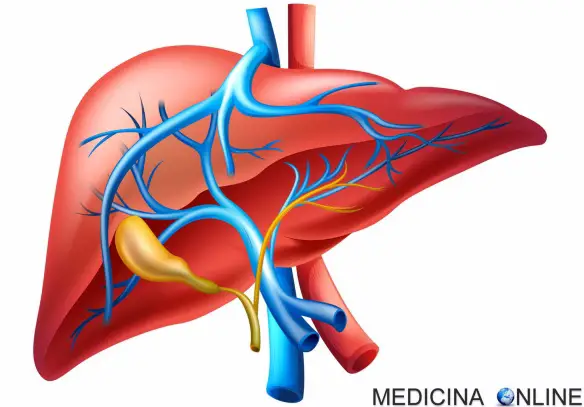 MEDICINA ONLINE MALATTIE FEGATO EPATOPATIE AUTOIMMUNI VARICI ESOFAGEE SINTOMI PRURITO PELLE ITTERO INSUFFICIENZA RENALE ALCOL GRASSI DIABETE CISTIFELLE EPATITE A B C CIRROSI EPATICA STEATOSI ALCOLICA NON EPATOCITI TRAPIANTO