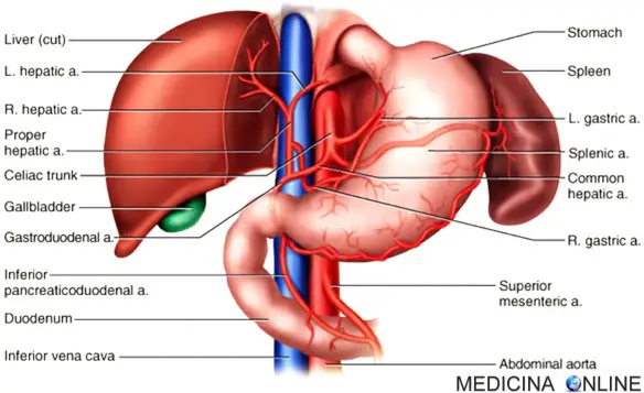 MEDICINA ONLINE MALATTIE FEGATO EPATOPATIE AUTOIMMUNI VARICI ESOFAGEE SINTOMI PRURITO PELLE ITTERO INSUFFICIENZA RENALE ALCOL GRASSI DIABETE CISTIFELLE EPATITE A B C CIRROSI EPATICA STEATOSI ALCOLICA NON EPATOCITI TRAPIANTO