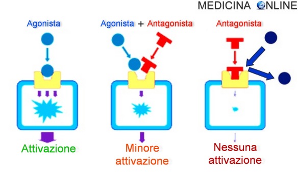 MEDICINA ONLINE AGONISTA ANTAGONISTA MOLECOLA SOSTANZA FARMACO FARMACOLOGIA FARMACODINAMICA RECETTORE LIGANDO ENDOGENO ESOGENO ATTIVAZIONE DIFFERENZA SPIEGAZIONE