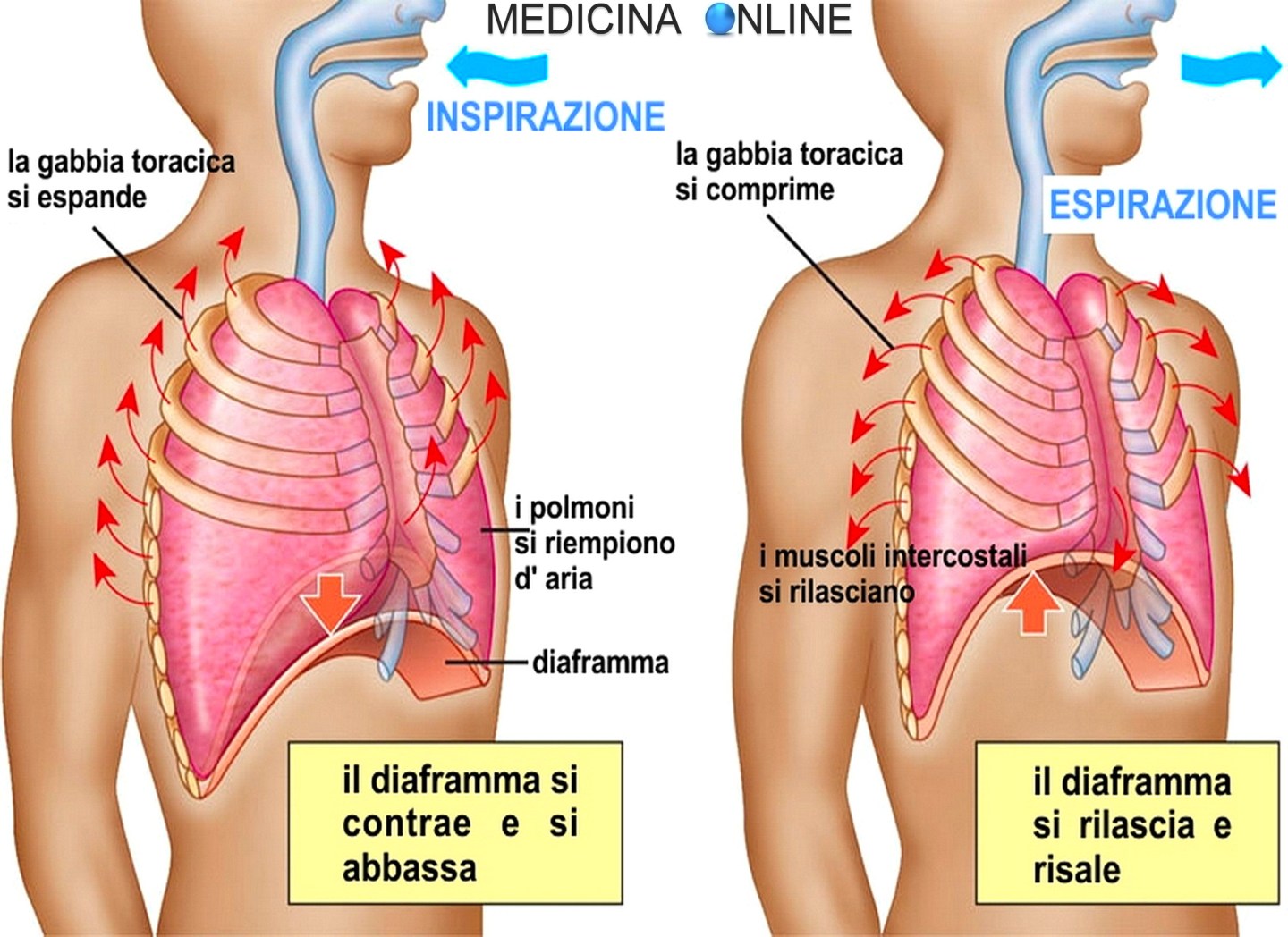 Eupnea, eupnoico, bradipnea, tachipnea, atto respiratorio: significato ...