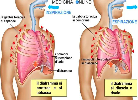 MEDICINA ONLINE EMILIO ALESSIO LOIACONO MEDICO CHIRURGO RESPIRAZIONE POLMONI DIAFRAMMA ATTI RESPIRATORI NORMALI EUPNEA EUPNOICO DISPNEA TACHIPNEA BRADIPNEA INSPIRAZIONE ESPIRAZIONE BAMBINI ADULTI ANZIANI PNEUMOLOGIA