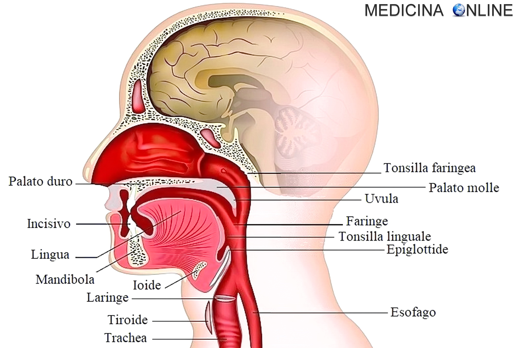 MEDICINA ONLINE FARINGE LARINGE TONSILLE BOCCA ORALE PALATO EPIGLOTTIDE LARINGOSPASMO ESOFAGO TRACHEA VIE AEREE POLMONI SOFFOCAMENTO ASFISSIA LARINGITE TRACHEITE FARINGITE BRONCHITE POLMONITE VIRUS BATTERI ANTIBIOTICO GOLA